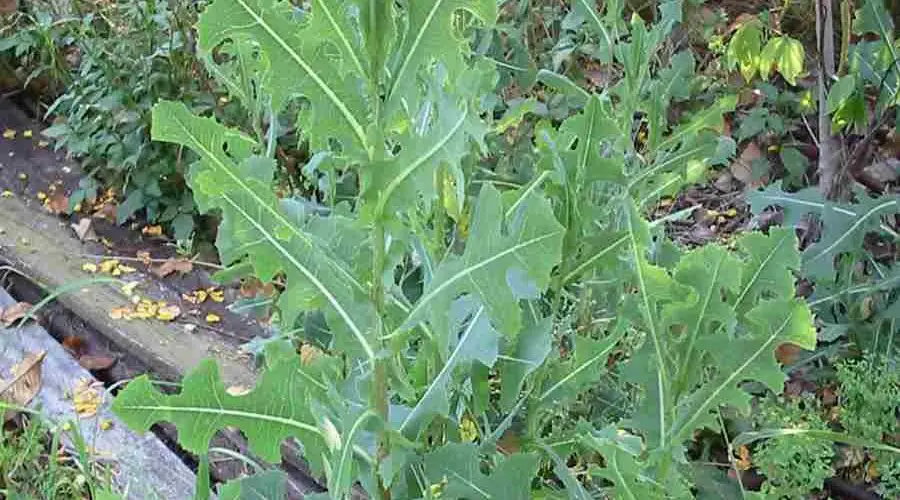 Lechuga silvestre común: la gente considera esta planta mala pero en realidad es un tesoro