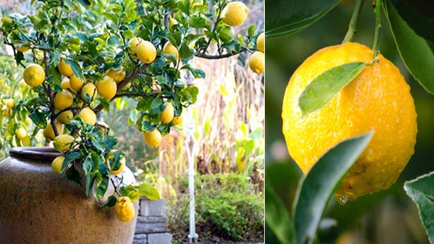Limones, abónelos así: tendrá un árbol frutal exuberante y verde hasta el otoño | Mejor que desde el jardín de infancia.