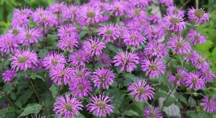 Ni lavanda ni menta, esta es la planta que debes poner en tu balcón para ahuyentar los mosquitos
