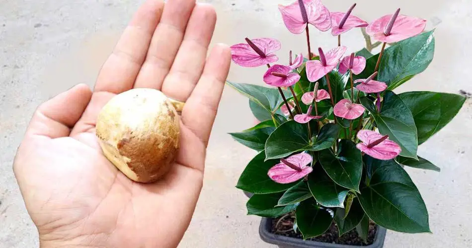 No lo desperdicies más, tirarlo es un error: úsalo para las plantas del balcón y del jardín