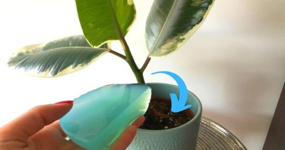 Con este truco no tendrás que regar tus plantas durante semanas