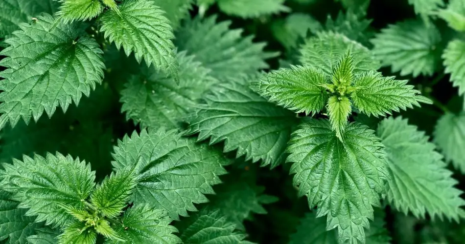 « Malezas para cocinar al menos una vez en la vida (incluida la ortiga) »