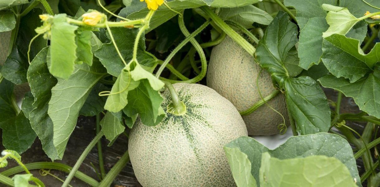 10 consejos para cultivar y cosechar melones jugosos y deliciosos