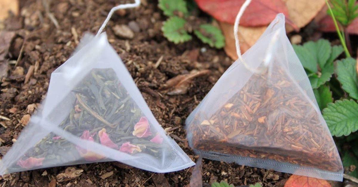10 maneras de usar bolsas de té usadas en el jardín