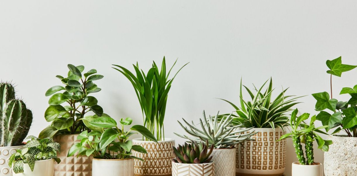 10 plantas de interior súper fáciles de cuidar, ¡incluso si no tienes mano para las plantas!