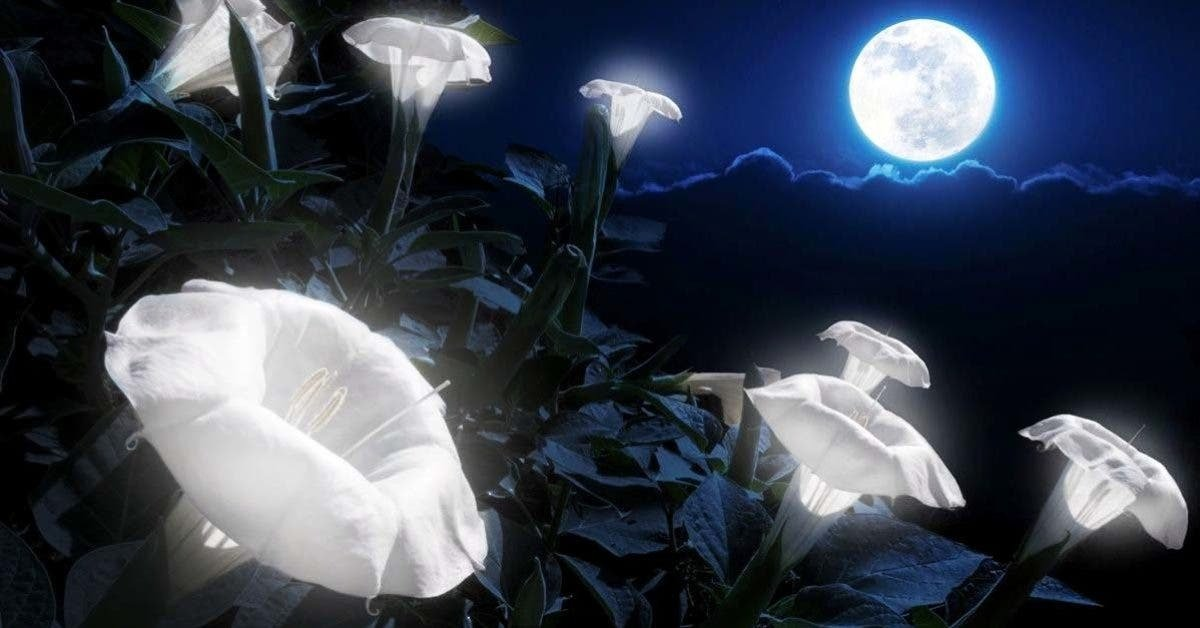 10 plantas que florecen de noche y convierten tu jardín en un lugar mágico