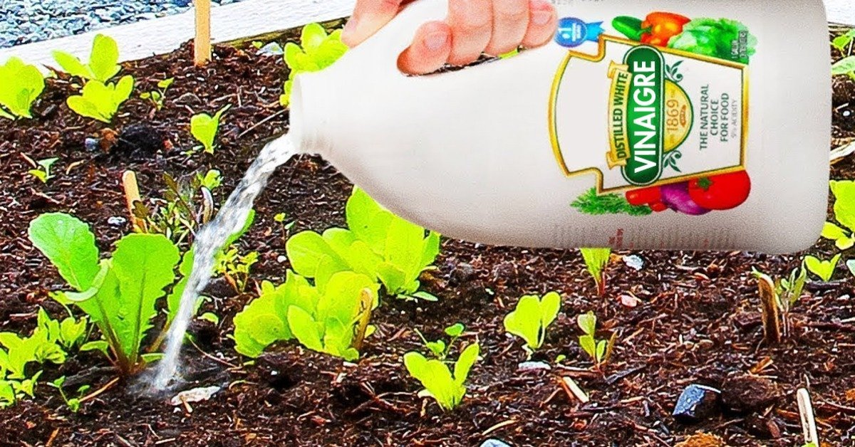 10 usos inteligentes del vinagre blanco para el jardín