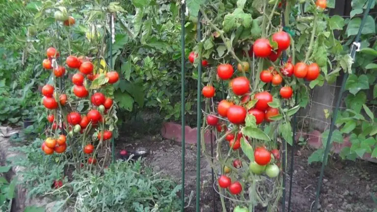12 estrategias para un crecimiento óptimo del tomate