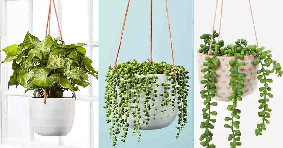 12 plantas de interior colgantes para embellecer tu hogar