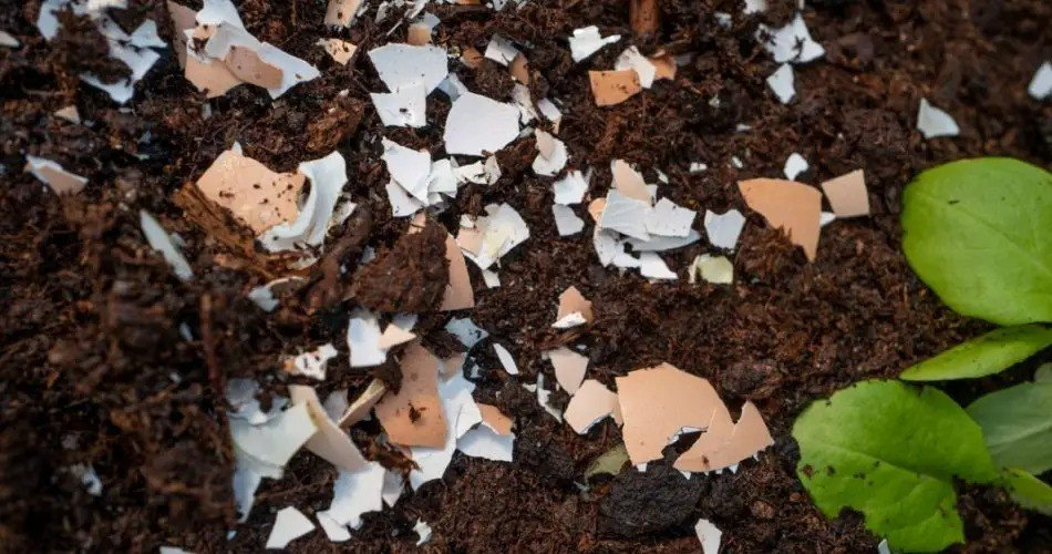 20 fertilizantes caseros cuyos ingredientes ya tienes en casa