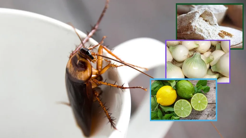 3 alimentos que debes tener en tu cocina y que son un fuerte repelente contra las cucarachas