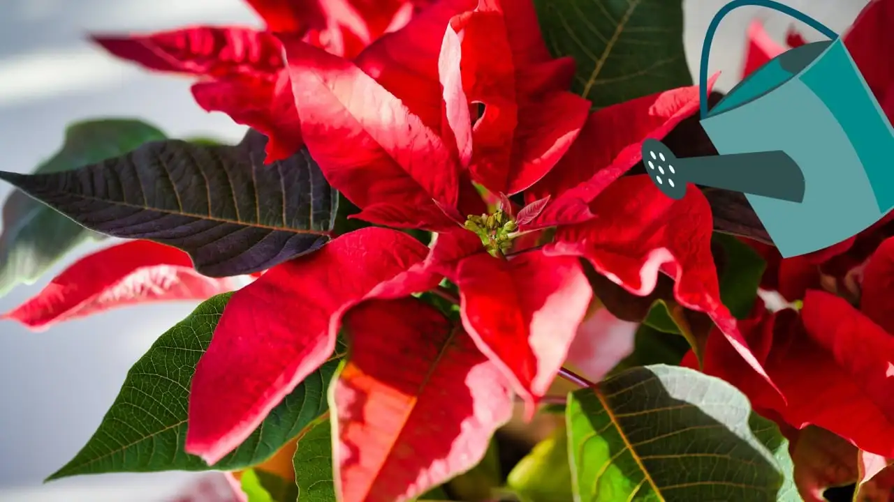 3 ingredientes de cocina para abonar tu flor de Nochebuena y mantenerla todo el año