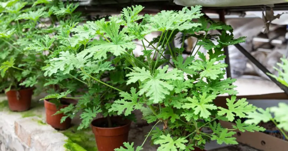 3 variedades de geranios para plantar en tu jardín y alejar a los mosquitos