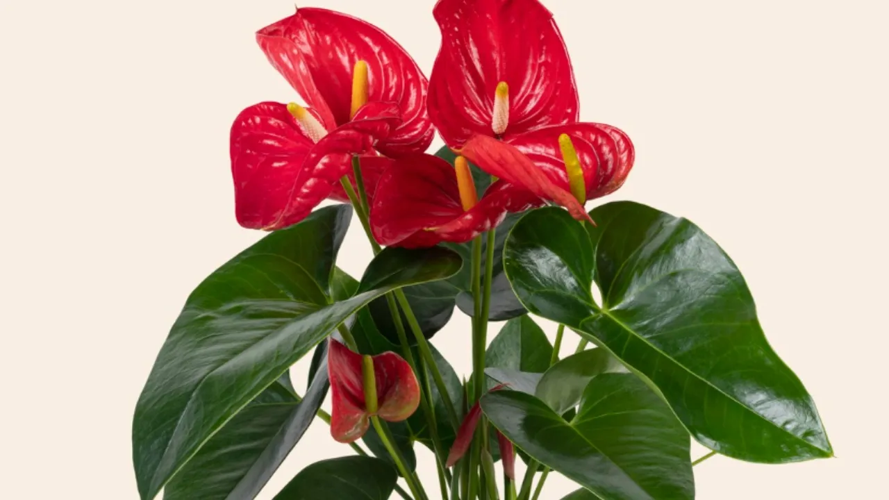 4 consejos de expertos para que su anturio florezca hermoso todo el año