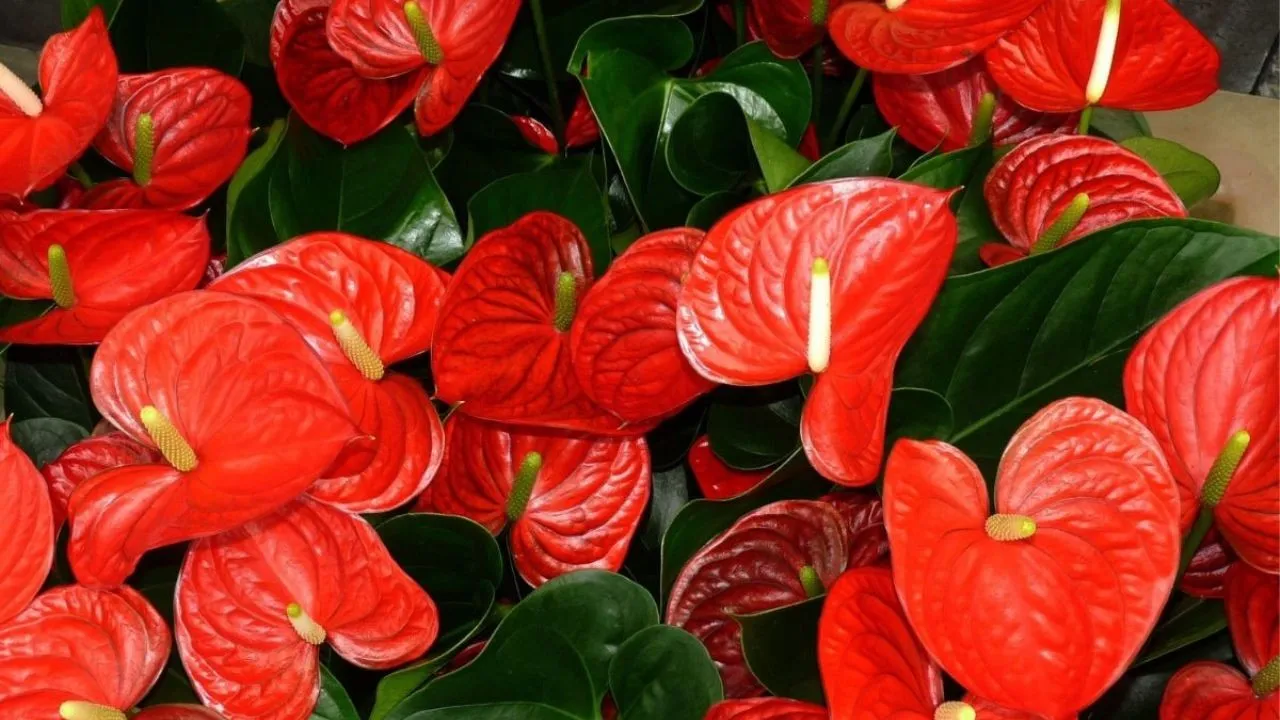 4 consejos para que tu anturio rojo se llene fácilmente de flores