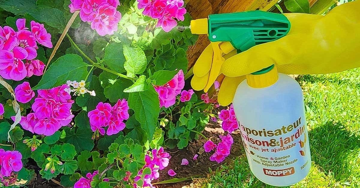 4 formas de preparar un insecticida natural contra los pulgones con bicarbonato de sodio