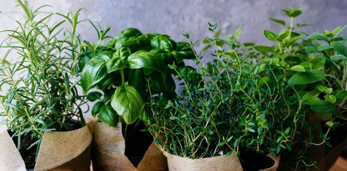 5 plantas aromáticas que se pueden cultivar fácilmente en un apartamento