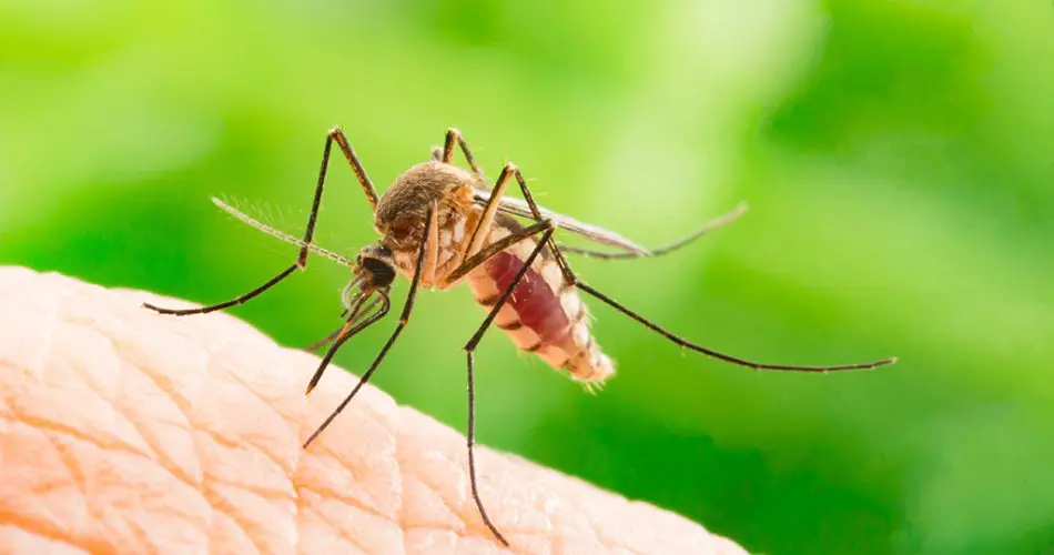 5 remedios caseros efectivos contra los mosquitos que probablemente ya tienes en casa sin darte cuenta.