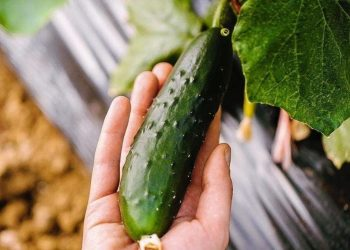 6 errores que debes evitar al plantar pepinos