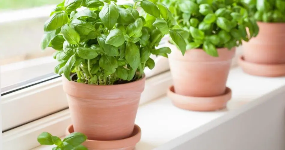 7 plantas que ahuyentan las plagas de tu jardín