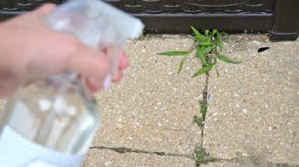 7 recetas de herbicidas potentes y fáciles de preparar