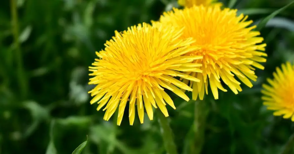 8 malas hierbas que nunca deberías arrancar