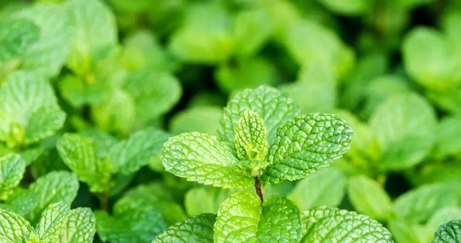 8 razones sorprendentes para cultivar menta en casa