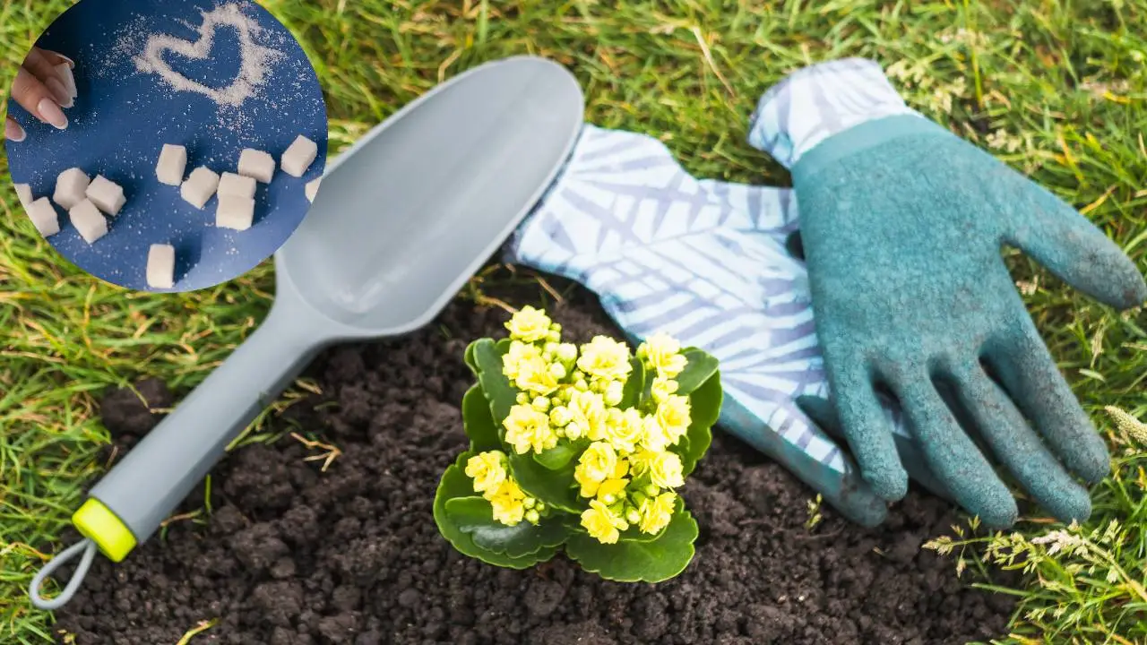 Abono casero con azúcar para plantas que no florecen o tienen hojas amarillas