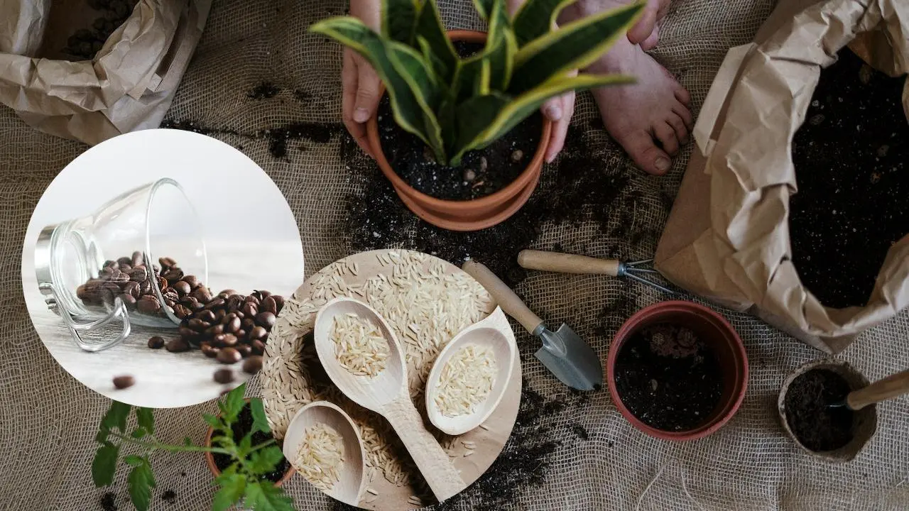 Abono de arroz y café para que sus plantas no se pongan amarillas ni tengan bordes secos