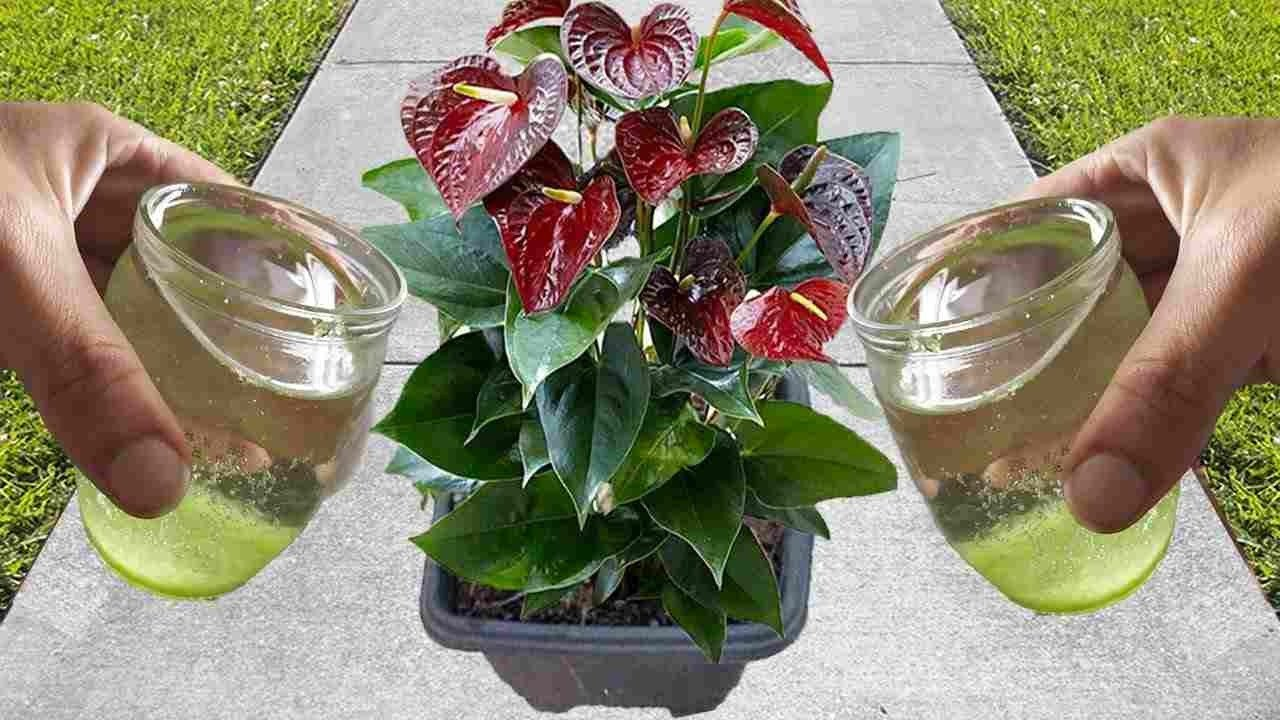 Abono natural casero por 20 centavos: No más flores podridas