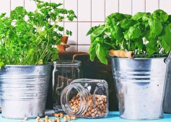 Albahaca en maceta: cuidar las plantas