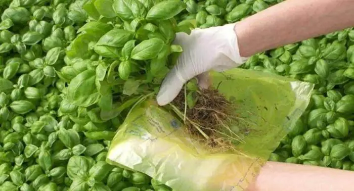 Albahaca, nunca debes cosecharla así: en pocos días se pudre