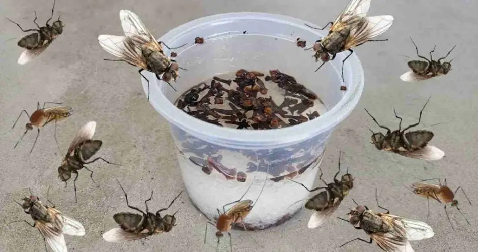 Aleja moscas, mosquitos y cucarachas en menos de 10 minutos