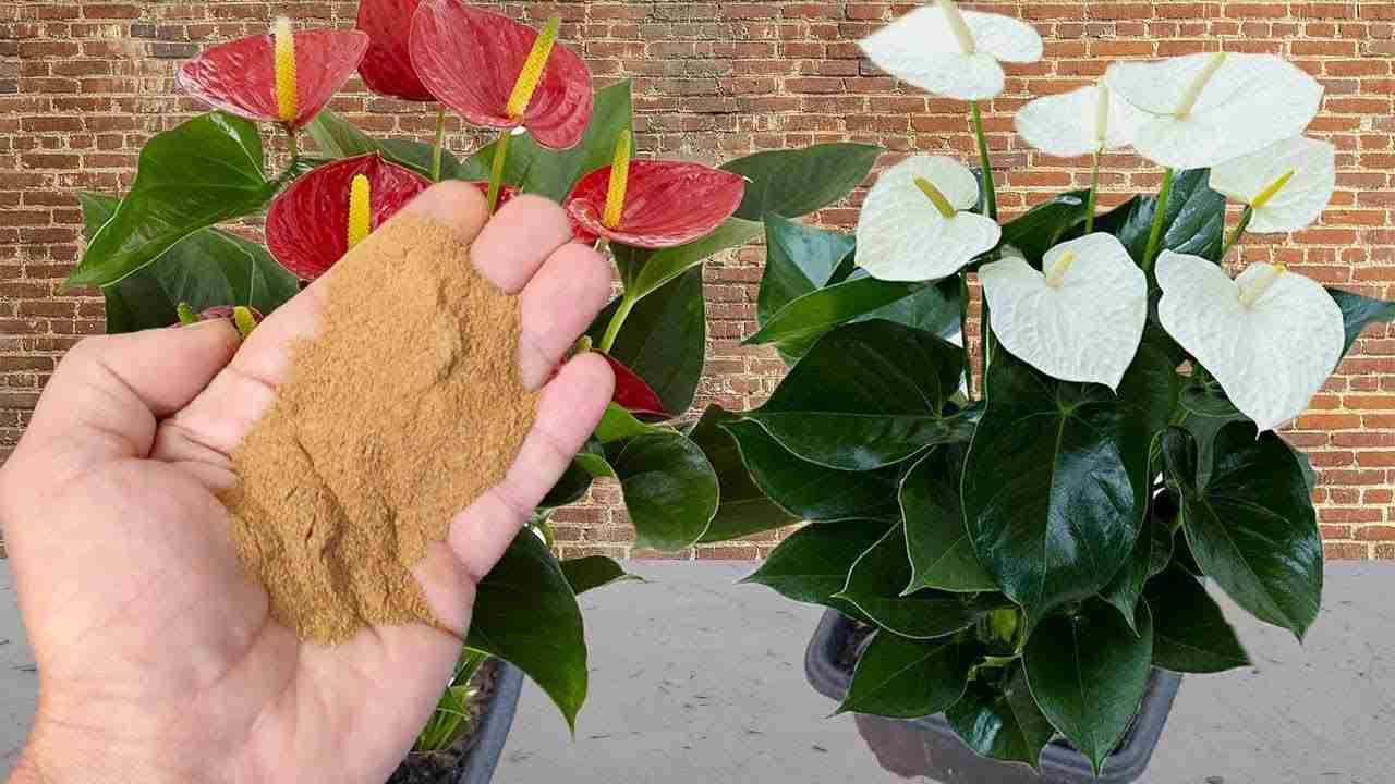 Anthurium, esta especia lo hace florecer sin cesar: espárcala y verás qué sucede
