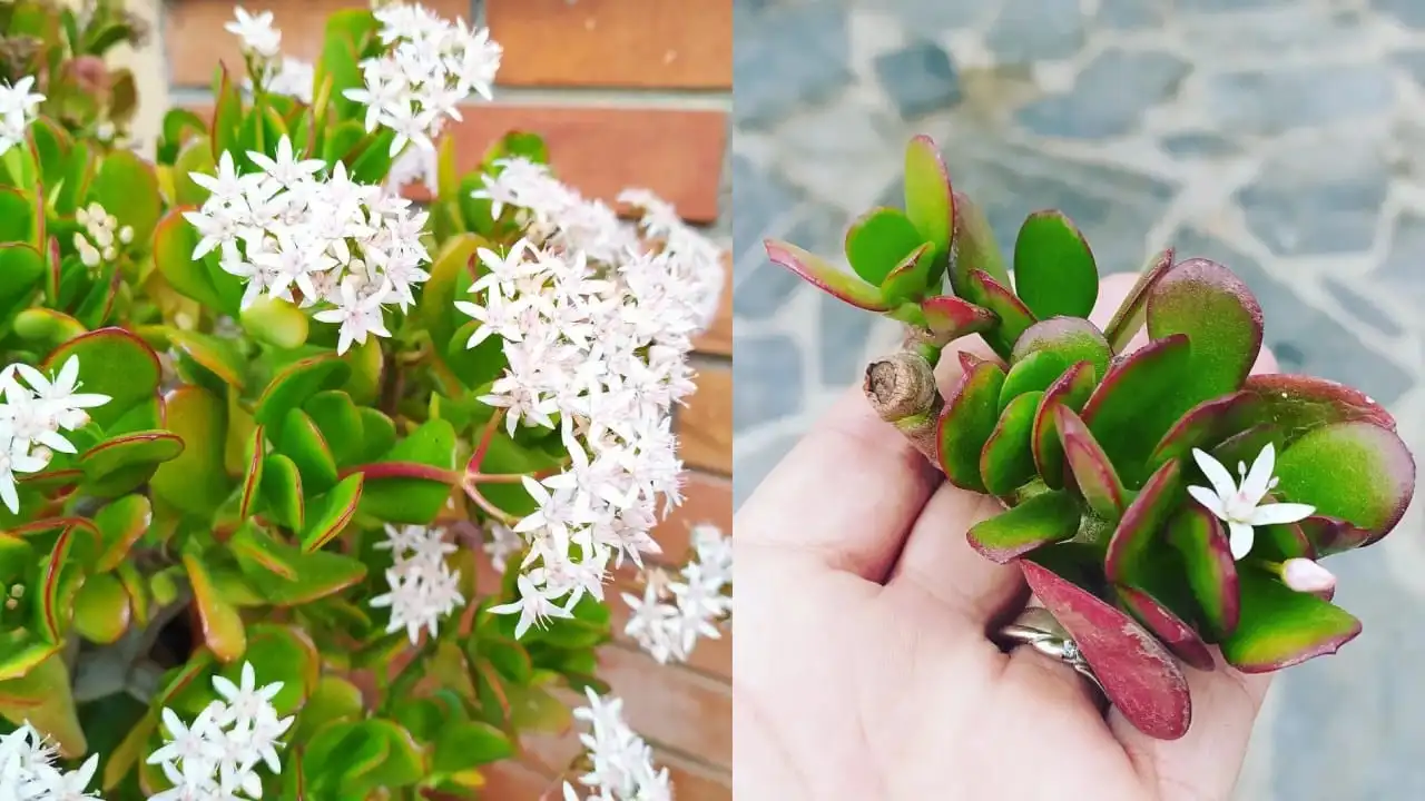 Aprenda a reproducir un árbol de jade con una sola rama