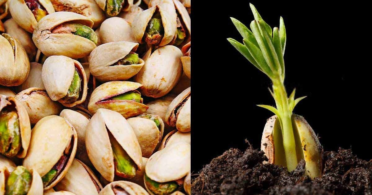 Aquí aprenderá cómo germinar y cultivar pistachos en maceta fácilmente