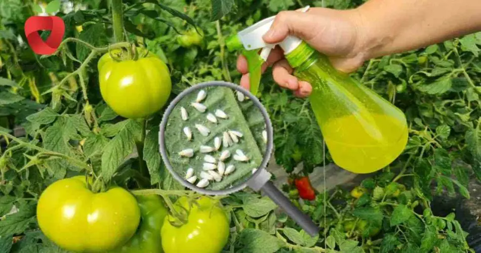 Aquí explicamos cómo prevenir de forma natural la aparición de pulgones y otros insectos dañinos en el jardín.