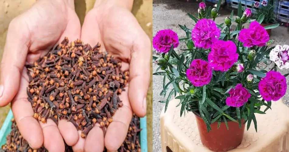 Aromatice su hogar de forma natural: una guía para cultivar clavos desde semillas