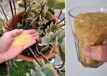 Arroz: Cómo usarlo como fertilizante para las plantas