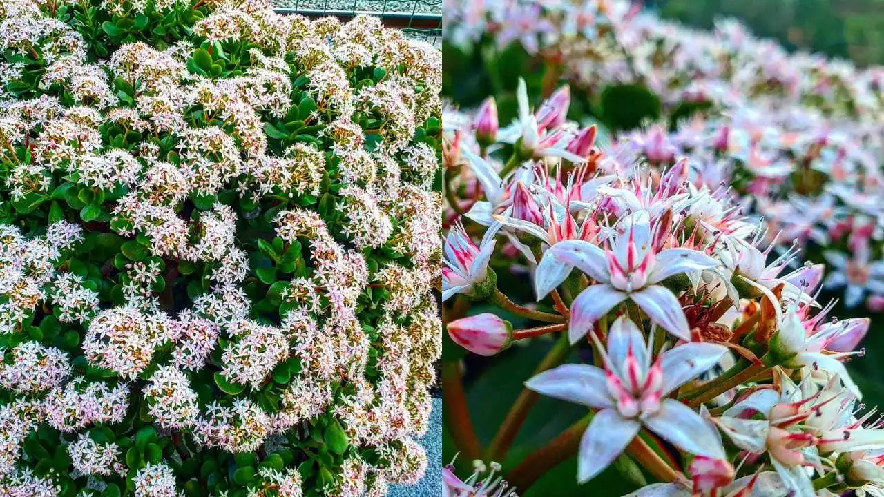 Así llenas tu árbol de jade de flores con estos fertilizantes caseros naturales