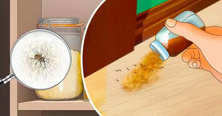 Así se eliminan definitivamente los insectos de la cocina de forma natural