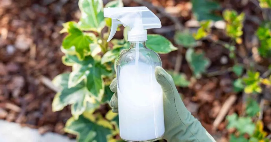 Aumenta instantáneamente la cosecha de tomates: agrégalos siempre al suelo