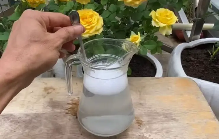 Bicarbonato de sodio, una cucharadita en las plantas: Lo que verás será extraordinario