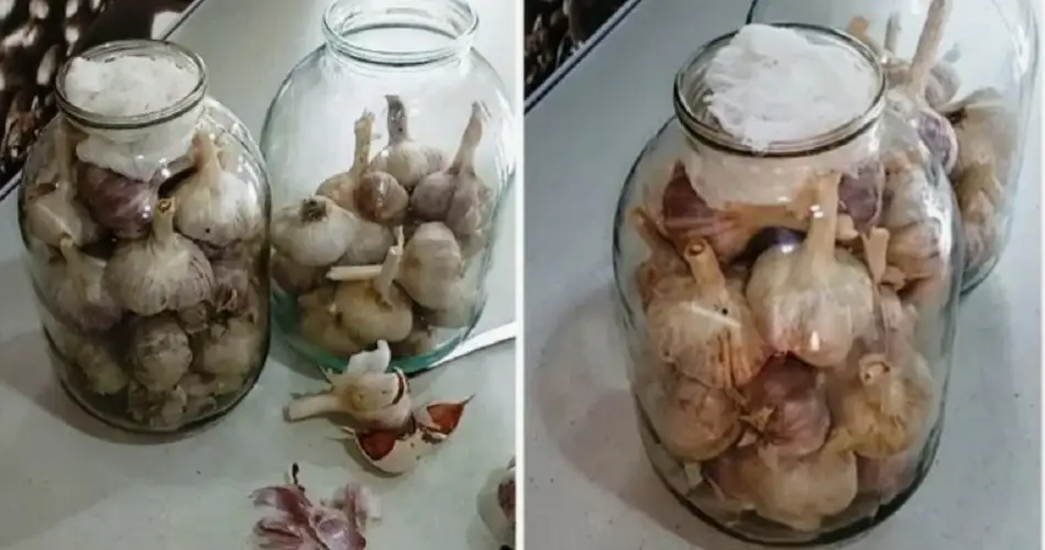 Cansada de tirar cada año un montón de ajo estropeado ¡Pero esta vez aprendí a conservarlo hasta la primavera!