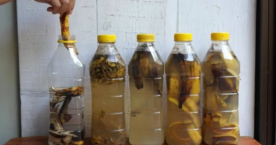 Cáscaras de plátano: Ponlas en una botella. Si las usas así, nunca más las tirarás.