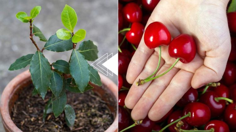 Cerezas, cómo hacer que una planta crezca gratis en 7 días: basta con el hueso