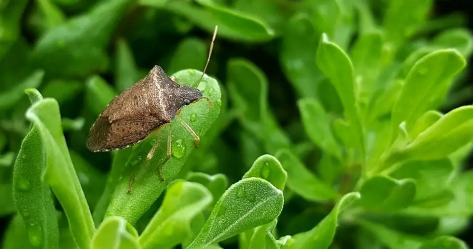 Chinches de cama en casa, esta hermosa planta es milagrosa: las ahuyenta todas
