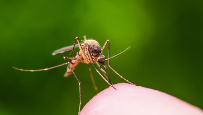 Colócalo en tu casa y nunca más verás ni moscas ni mosquitos: el remedio natural