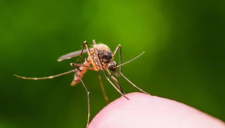Colóquelo en su hogar y nunca más verá moscas ni mosquitos – el remedio natural