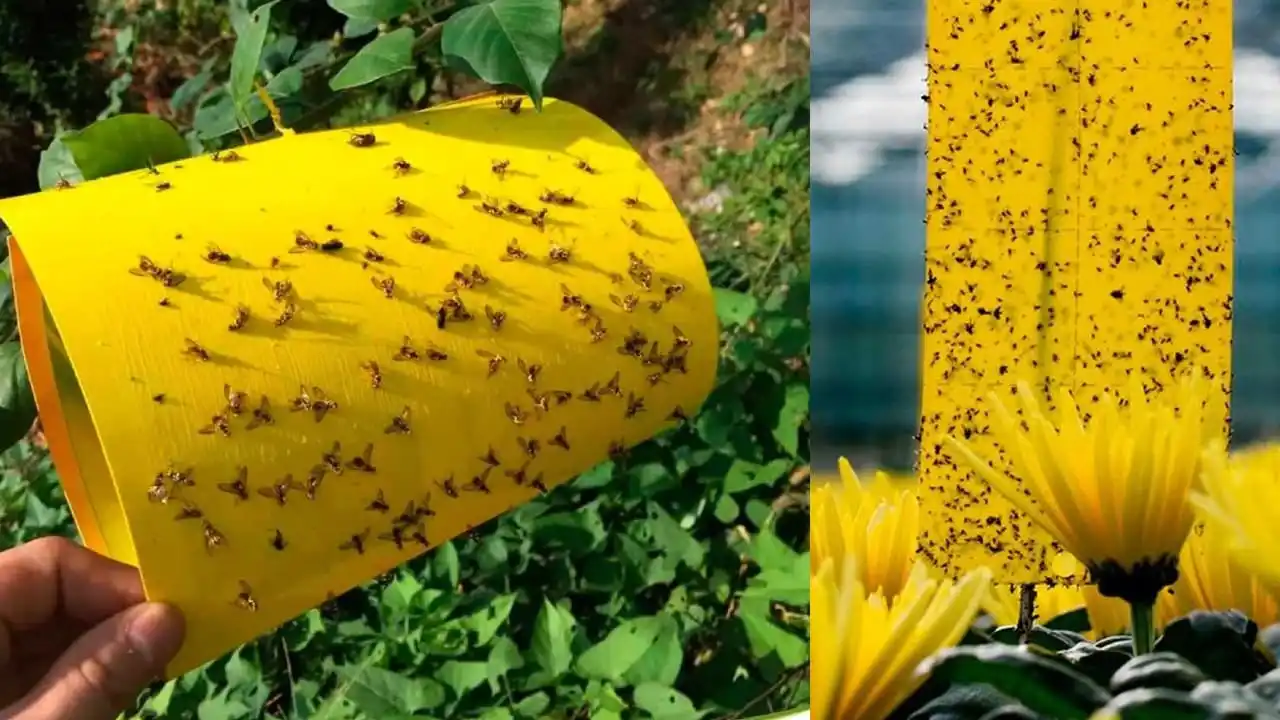Cómo construir trampas cromáticas para eliminar todos los insectos de su jardín con poco dinero